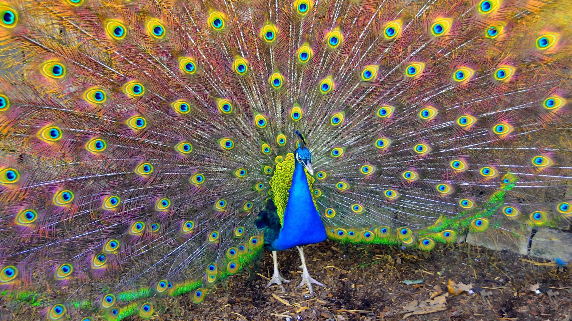 Ultra Hd Peacock Hd - HD Wallpaper 