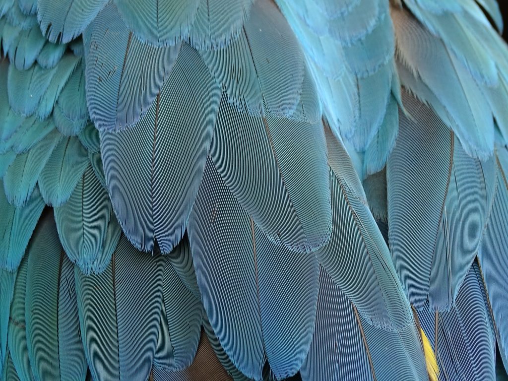 Blue Birds Feather 5k Wallpaper - Feather Wallpaper 4k - HD Wallpaper 