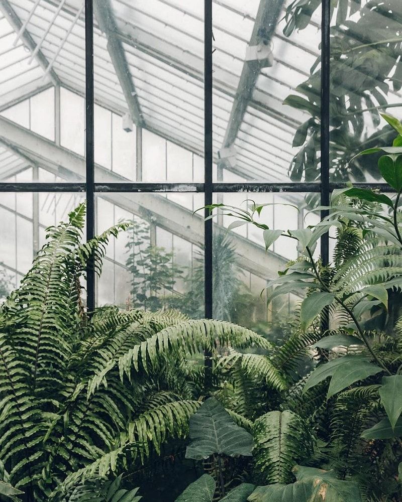 Plant Aesthetic - HD Wallpaper 