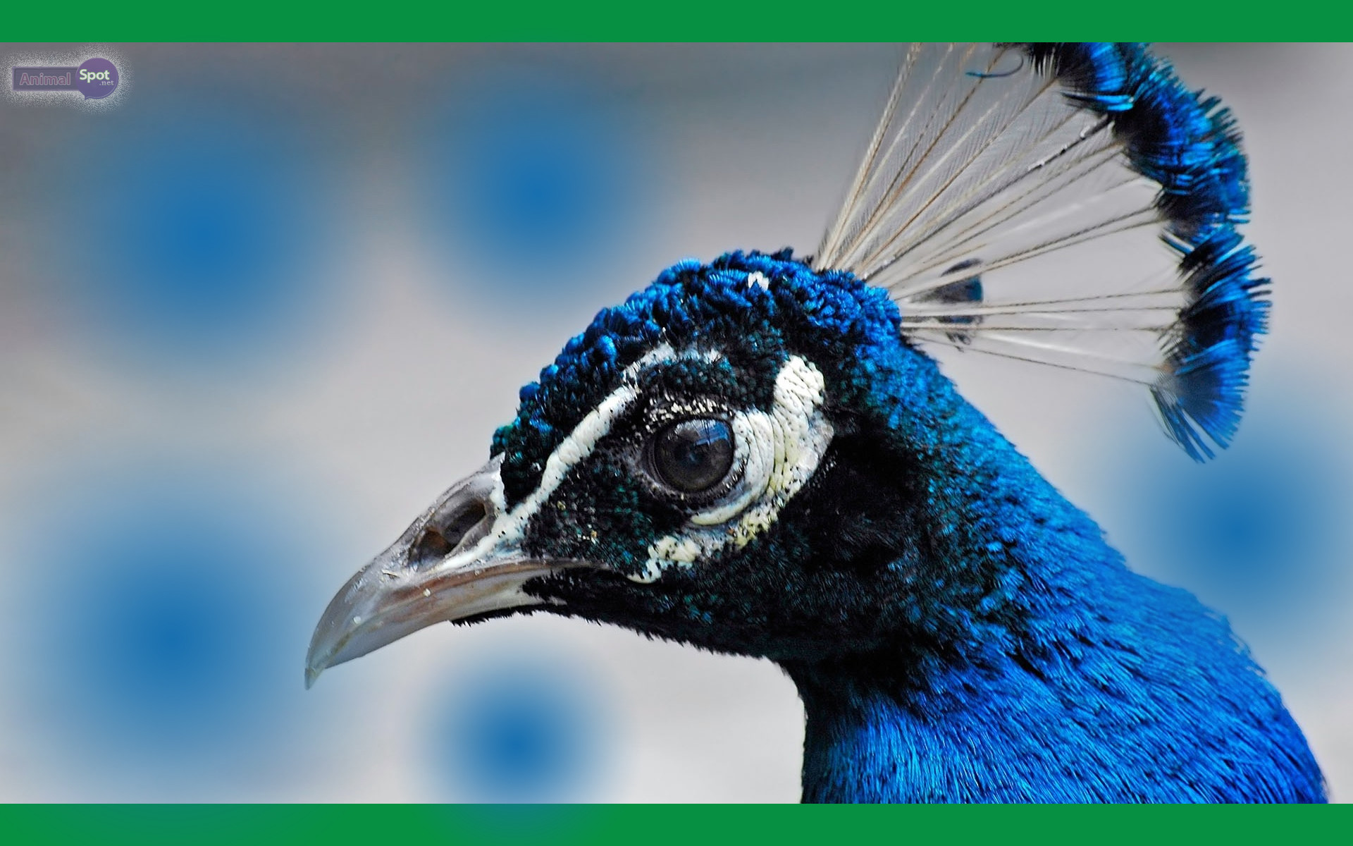 Best Peacock Wallpapers And Backgrounds 
 Data-src - Peacock Face Closeup - HD Wallpaper 