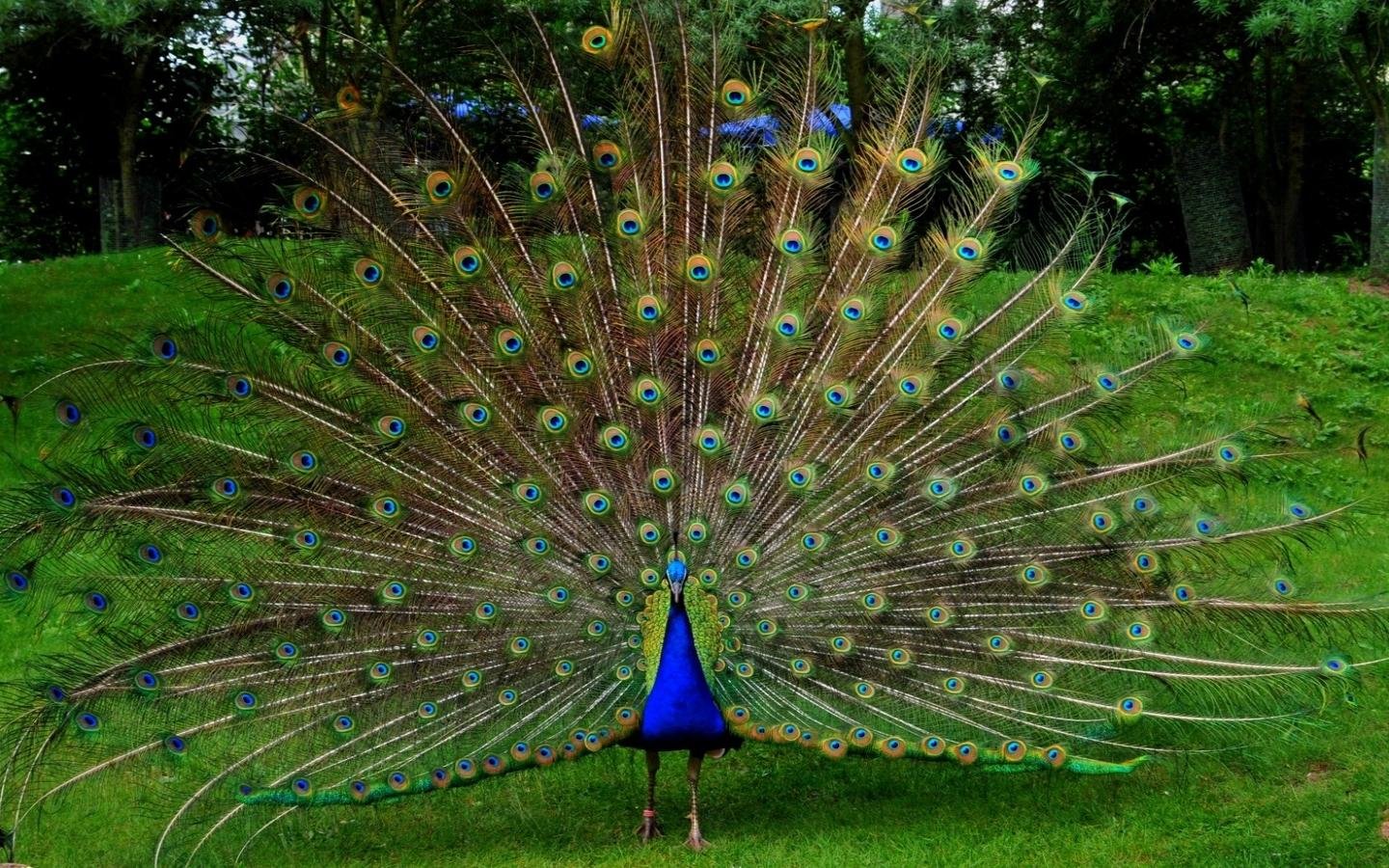 Free Peacock High Quality Background Id Beautiful Peacock Images