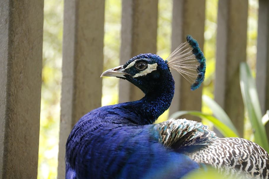 Purple And Gray Peacock, Blue Head, Bird, Royals, Long - Blue Long Neck Bird - HD Wallpaper 