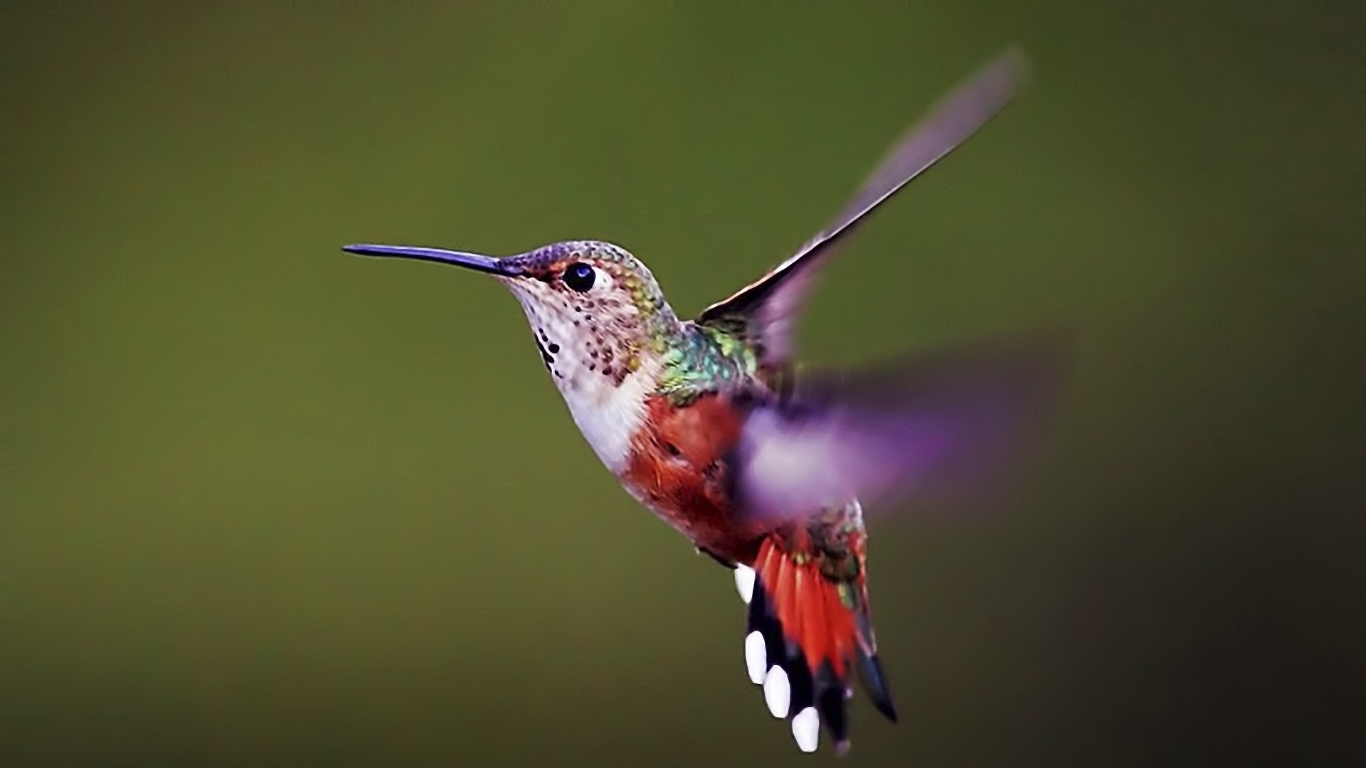 Wallpaper Hummingbird, Bird, Background, Flap, Wings - Hummingbird Images Hd - HD Wallpaper 