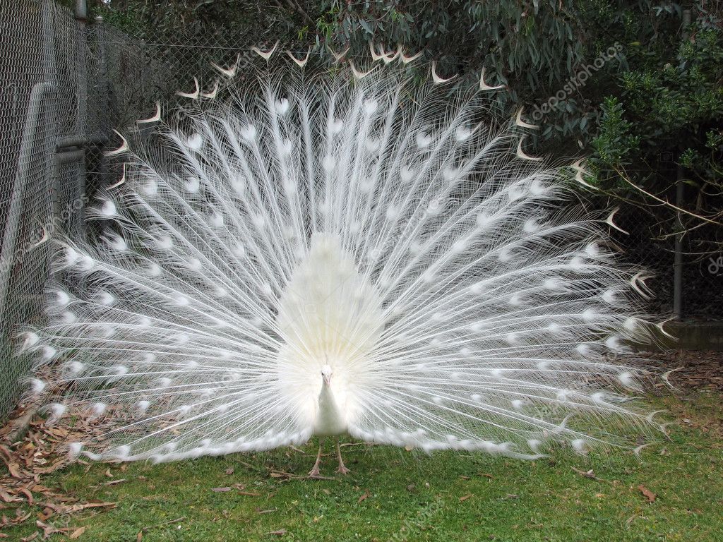 Peafowl - HD Wallpaper 