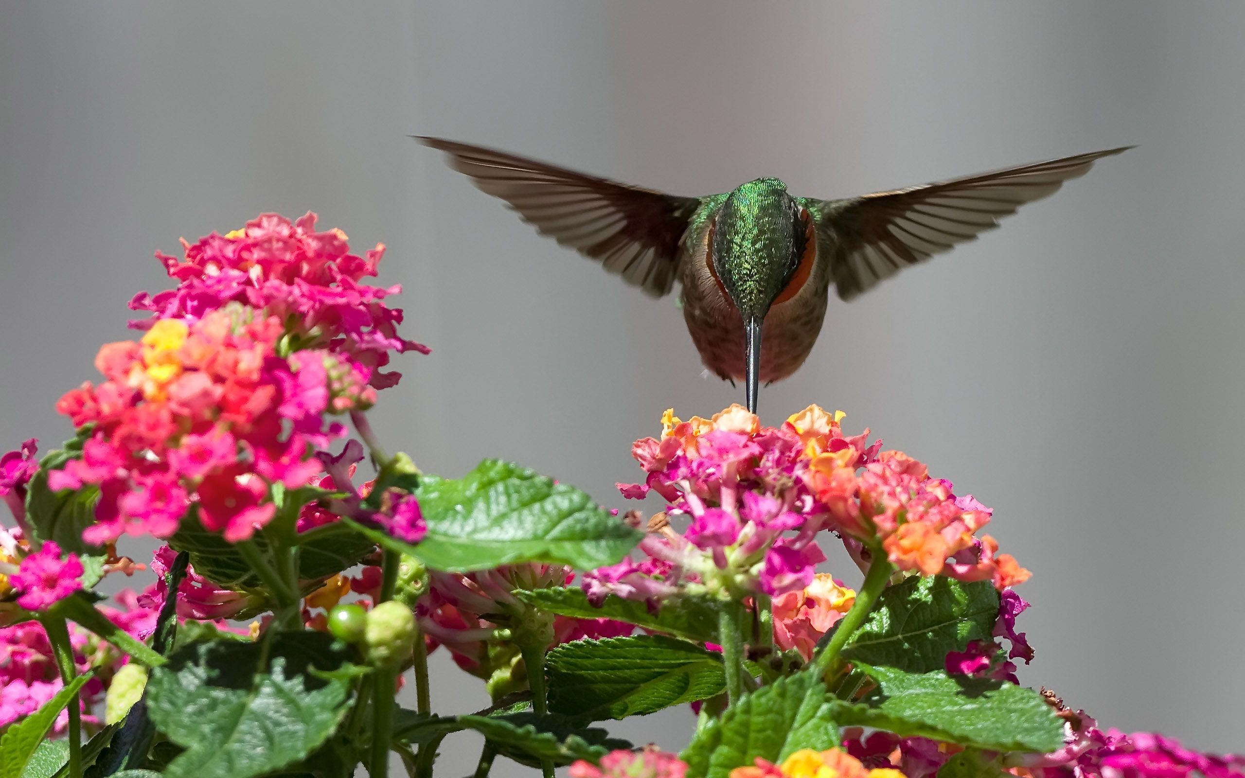 Ruby-throated Hummingbird - HD Wallpaper 