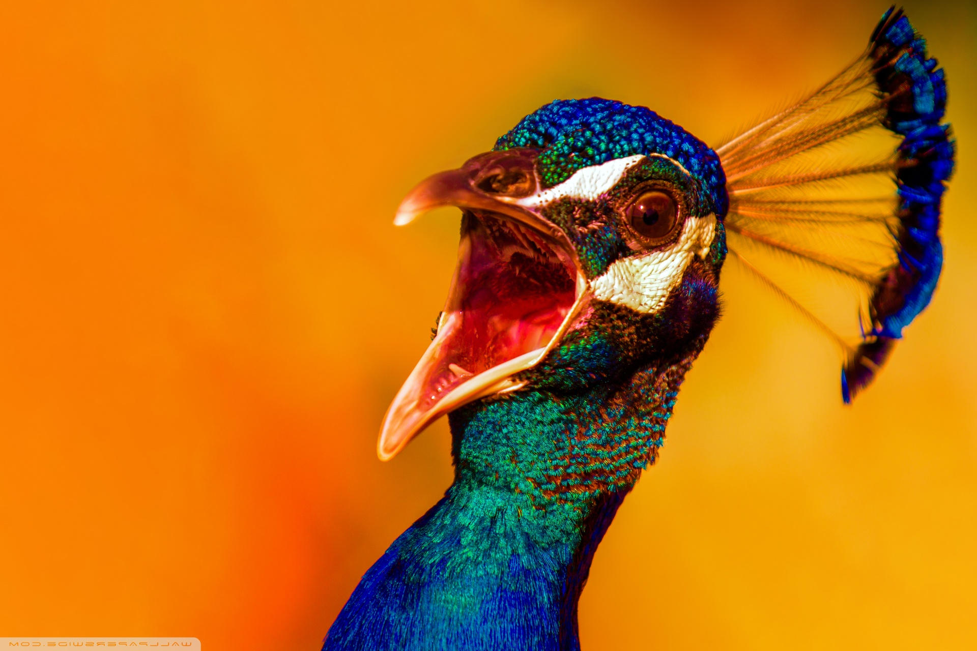 Turkey - HD Wallpaper 