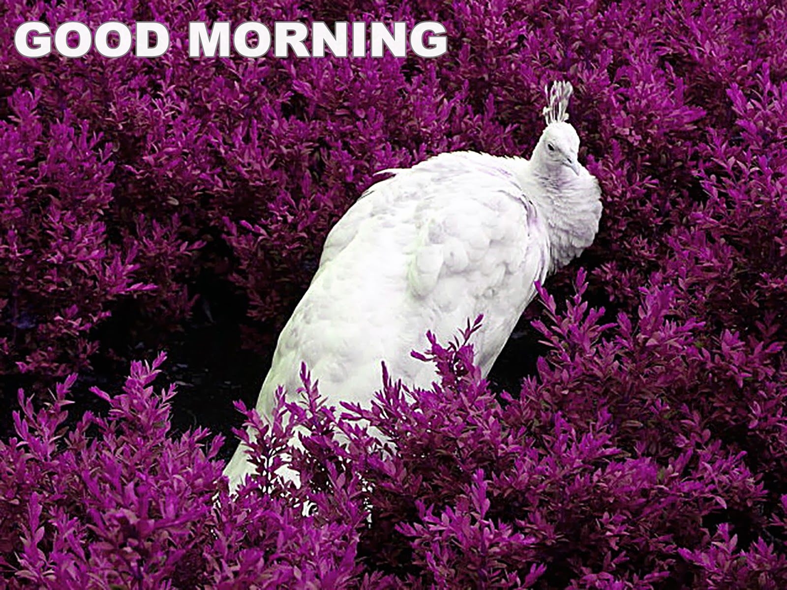 Good Morning White Peacock Bird Hd Wallpaper - Good Morning Images With Peacock - HD Wallpaper 