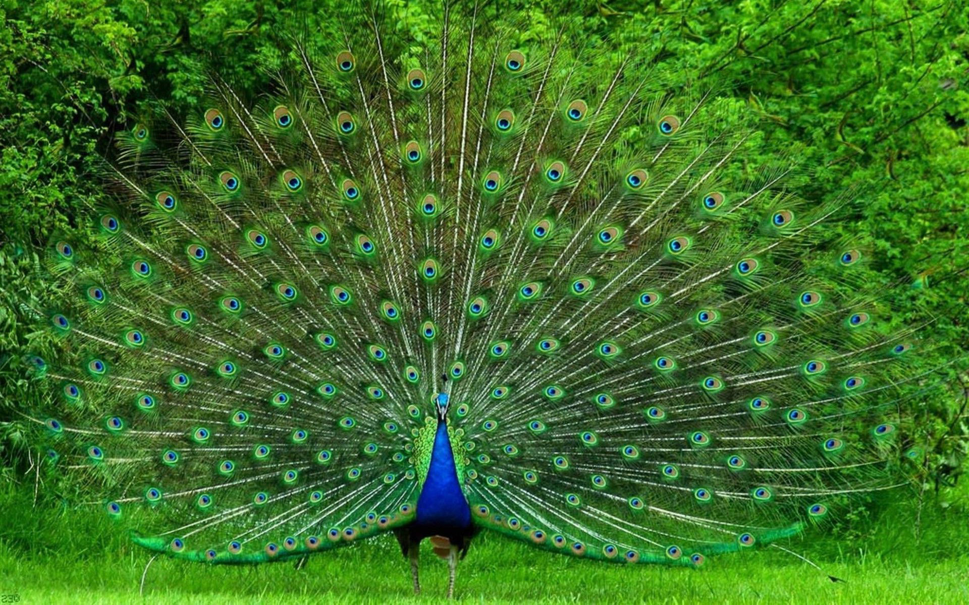 Peacock Blue And Green Plumage - Beautiful Pics Of Peacock - HD Wallpaper 