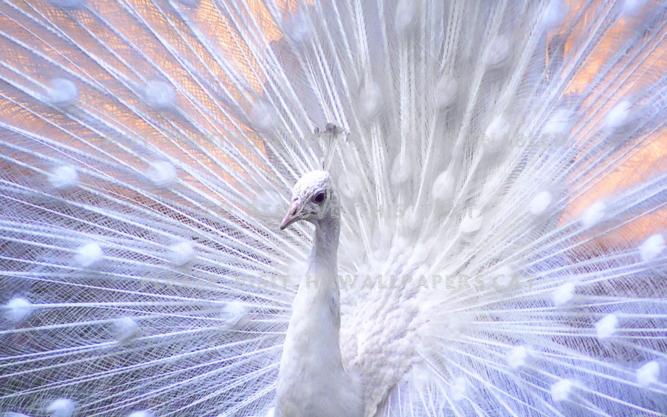 White Peacock Hd Nature Bird Animals - Colorful Wallpapers Of Birds -  1300x813 Wallpaper 