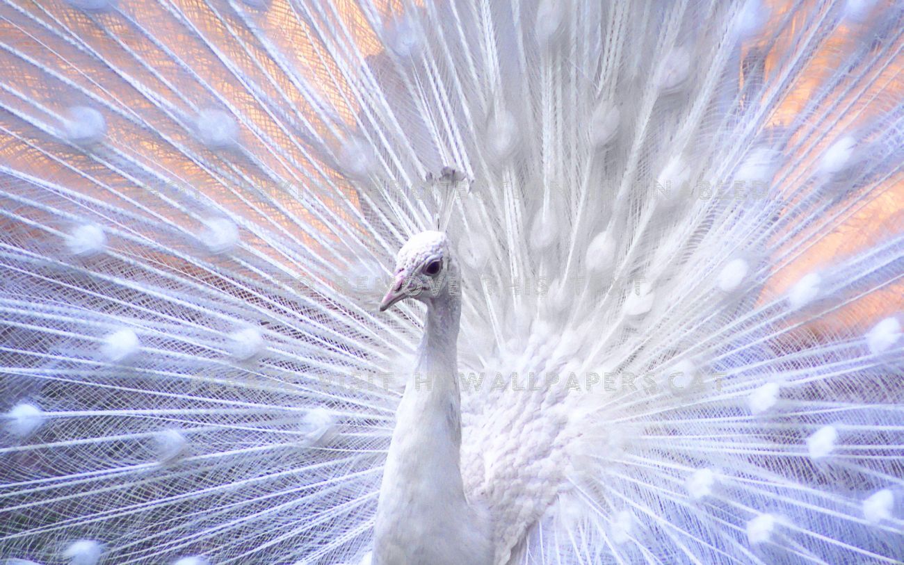 White Peacock Hd Nature Bird Animals - Colorful Wallpapers Of Birds - HD Wallpaper 