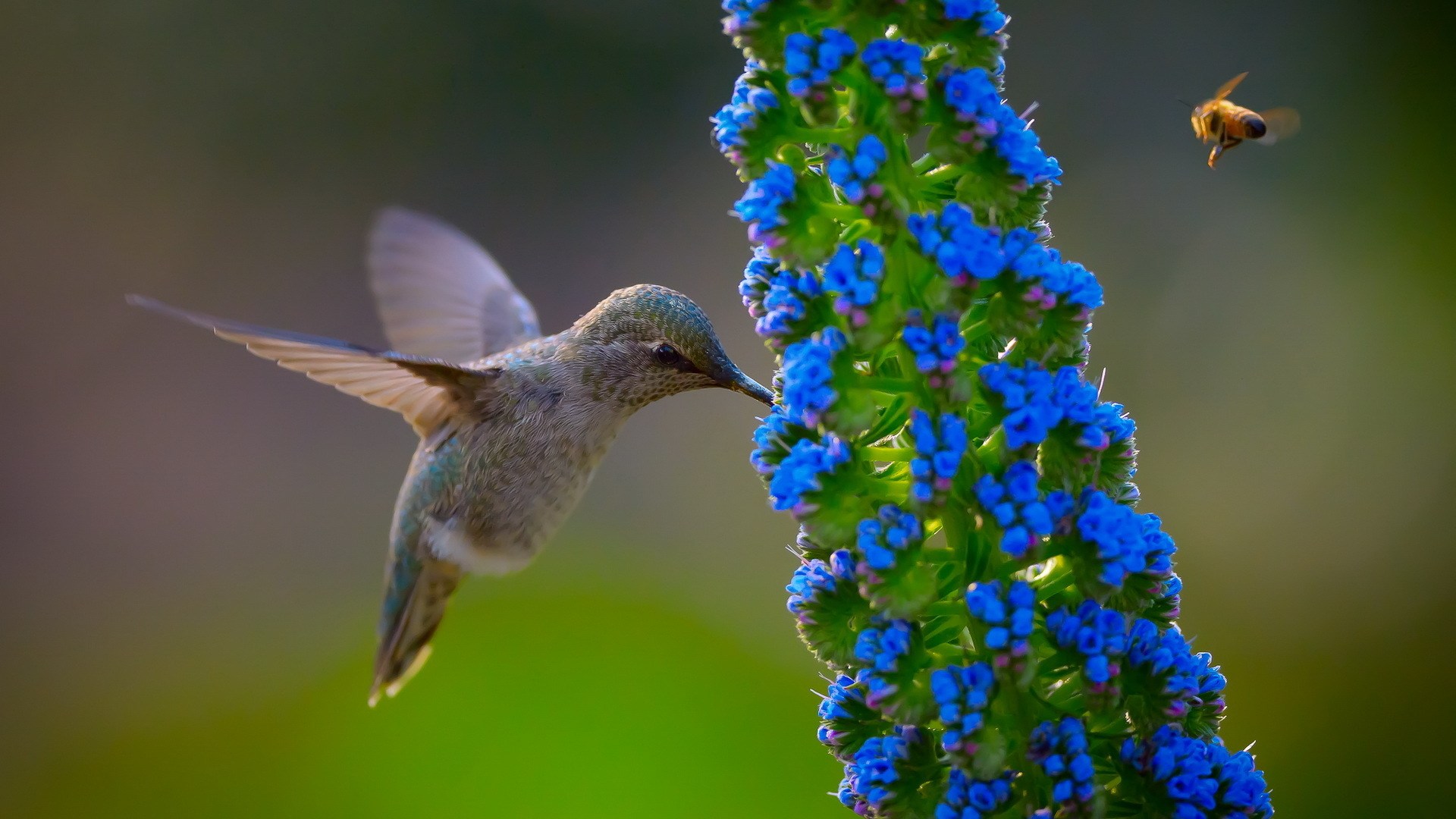 Hummingbird And Blue Flower - HD Wallpaper 