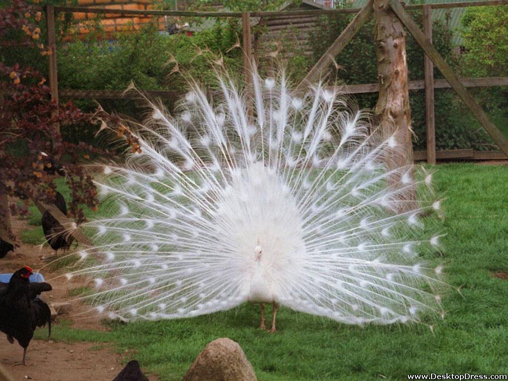 White Peacock - White Peacock Images With Background - HD Wallpaper 