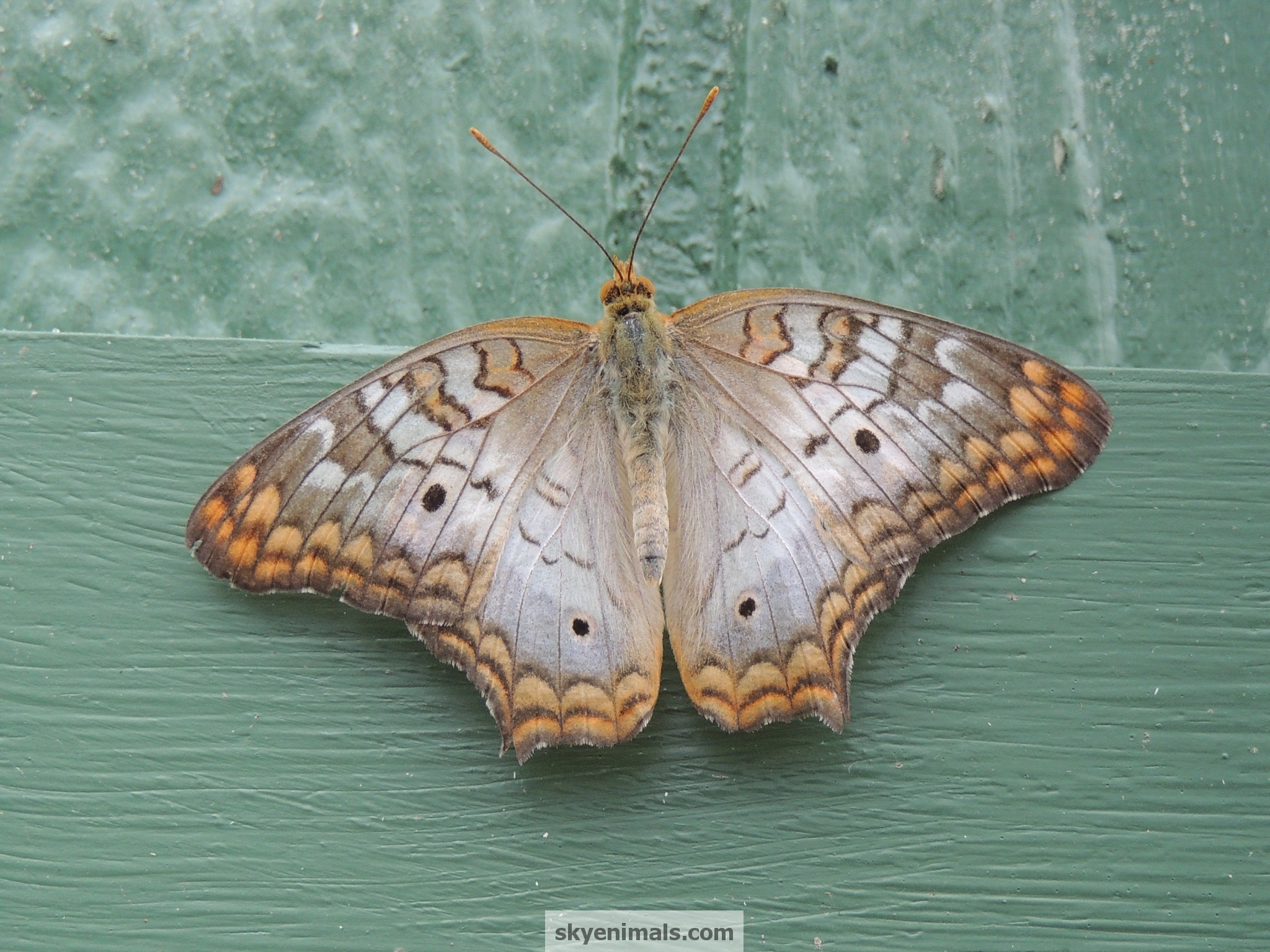 Apatura - HD Wallpaper 