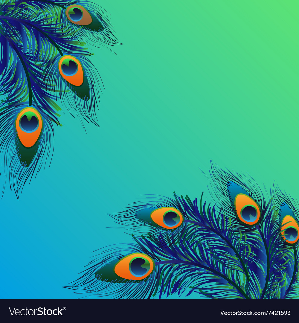 Peacock Feather Vector Background - HD Wallpaper 