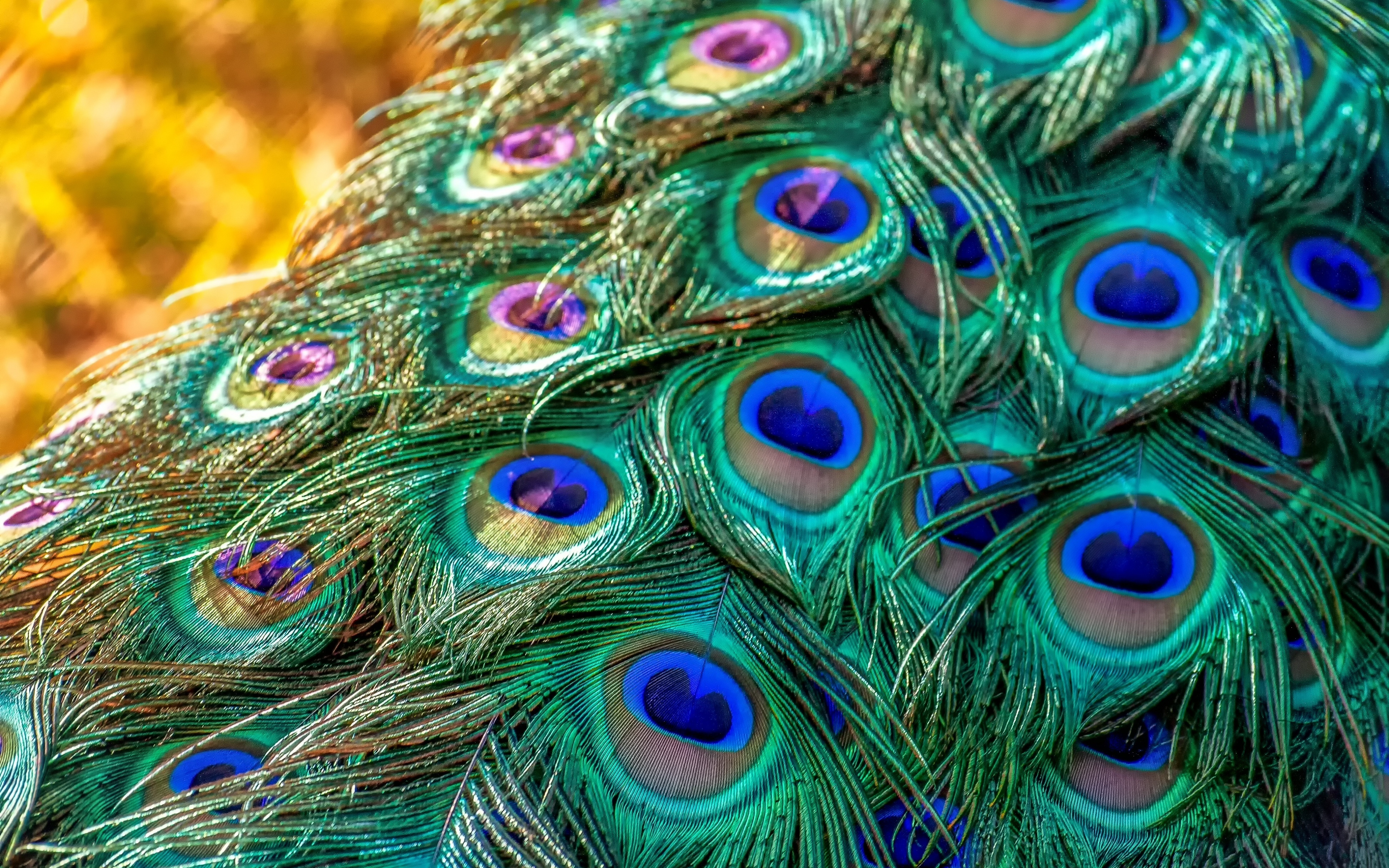 Plumage, Feathers, Bird, Peacock, Wallpaper - Peacock Feather - HD Wallpaper 