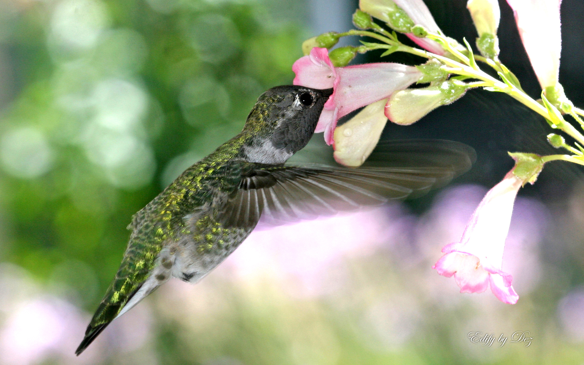 Hungry Hummingbird - Wallpaper - HD Wallpaper 