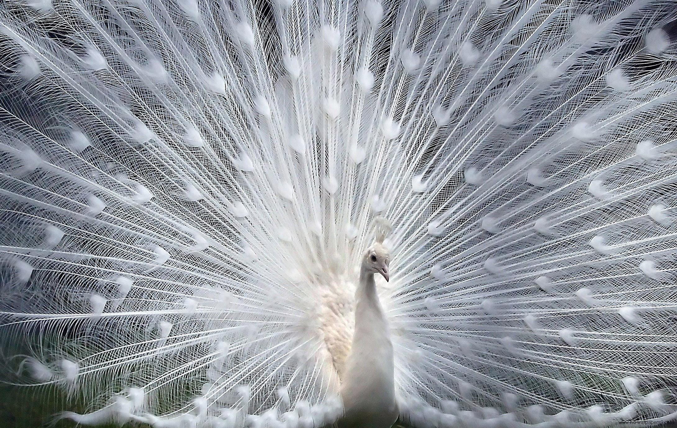 Desktop Peacock Bird Images Gallery - White Peacock - HD Wallpaper 