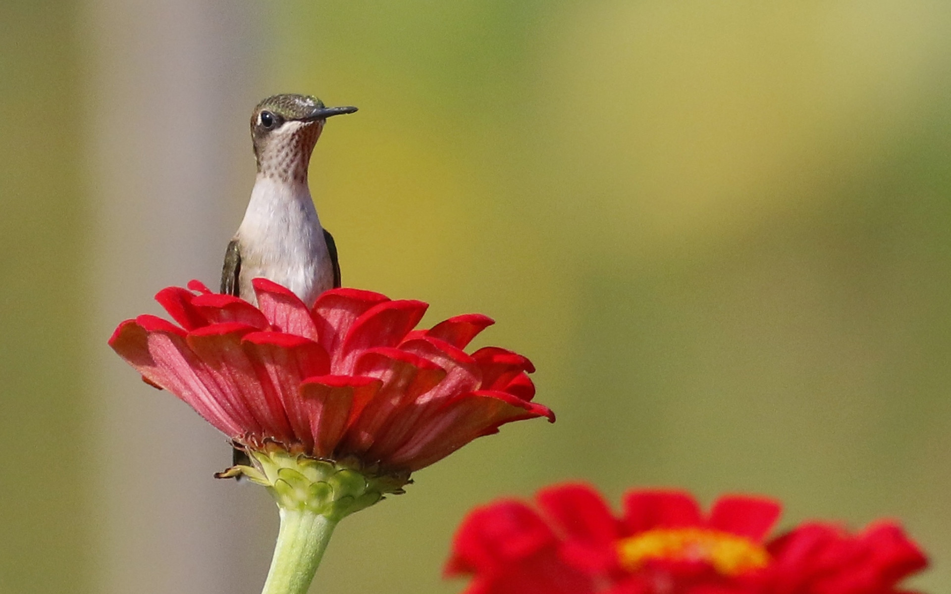 Cute Hummingbird - Cute Hummingbird Background - HD Wallpaper 