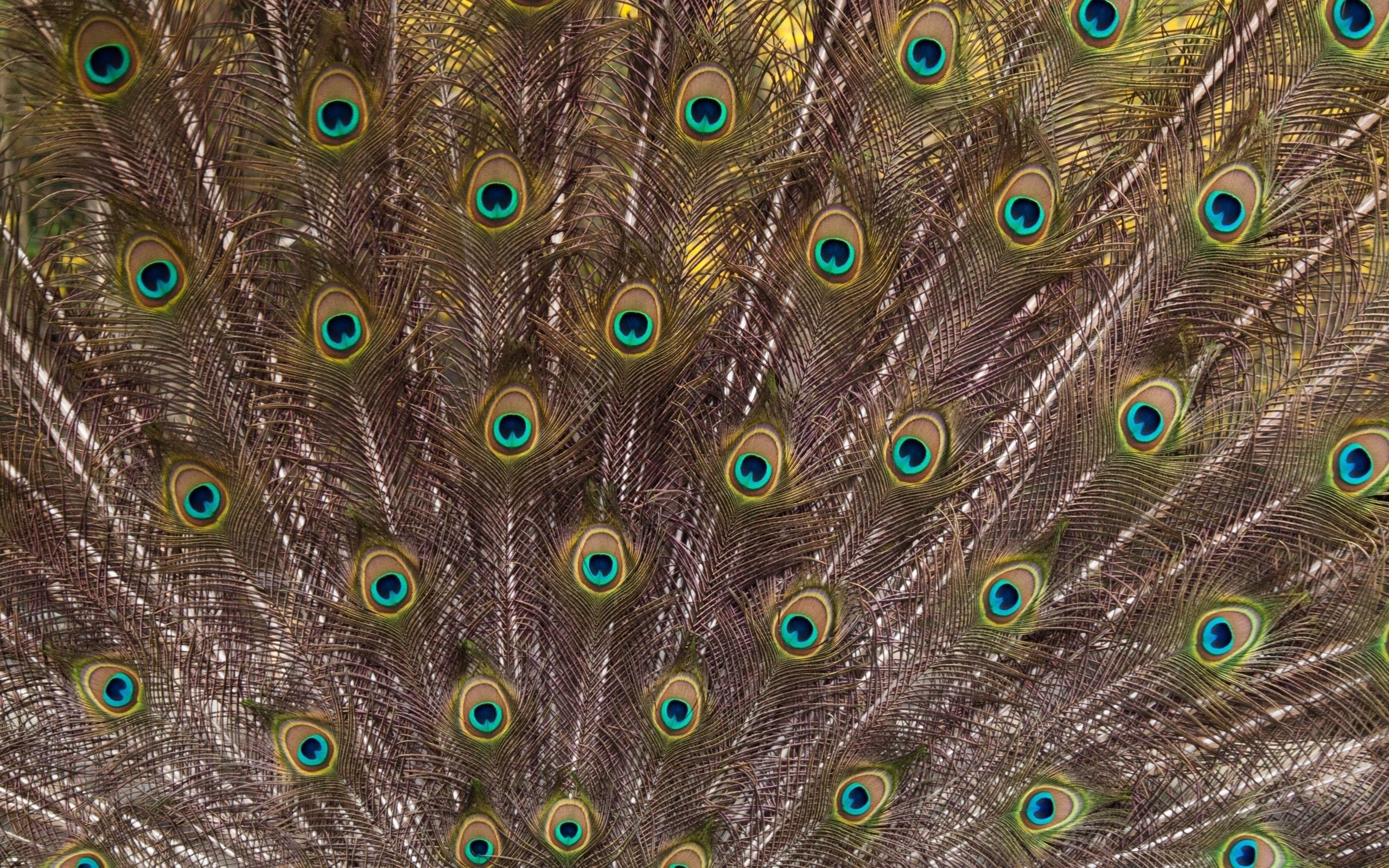 White Peacock Feathers Wallpaper Hd Wallpapers - Background Peacock Feather Hd - HD Wallpaper 
