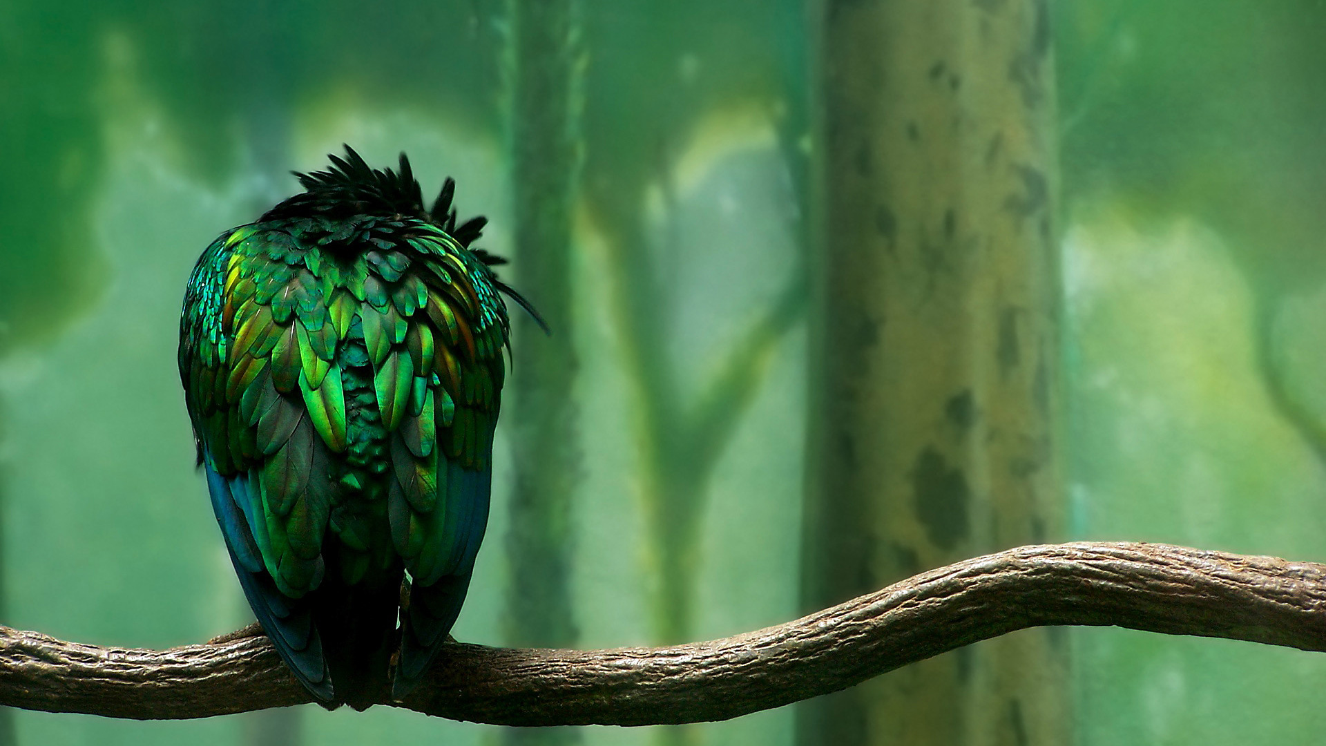 Green Feathers Hd Wallpaper - 1280 X 960 Hd - HD Wallpaper 