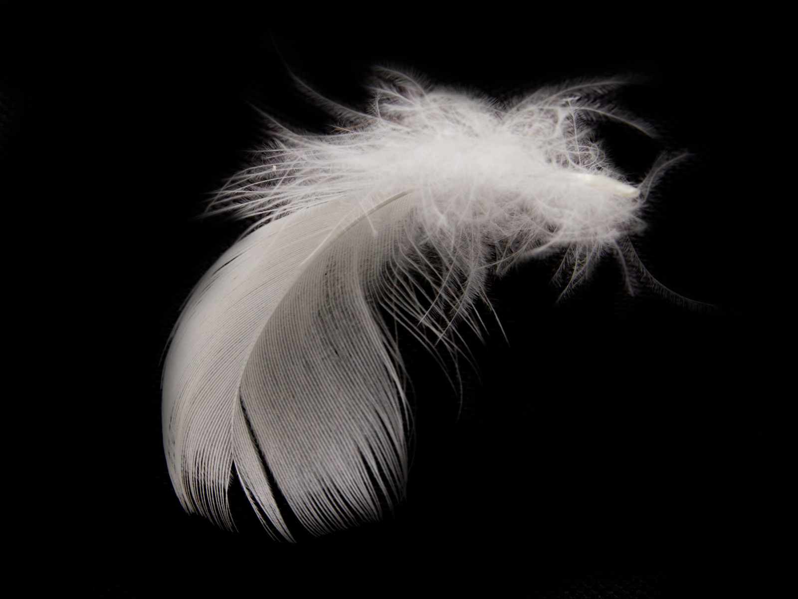 Feather Hd Desktop Wallpaper - Piume Bianche - HD Wallpaper 
