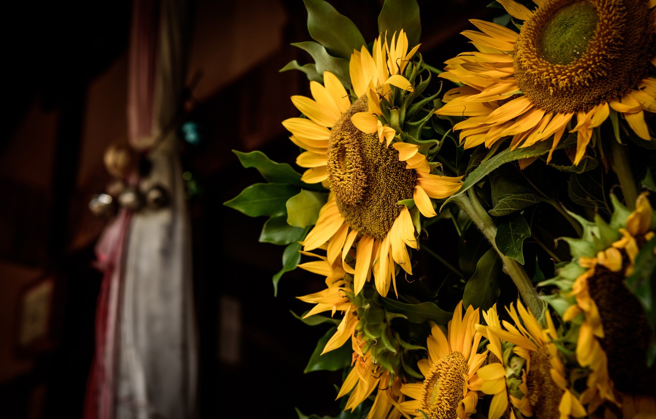Photo Wallpaper Sunflowers, Flowers, The Dark Background, - Dark Snflower - HD Wallpaper 