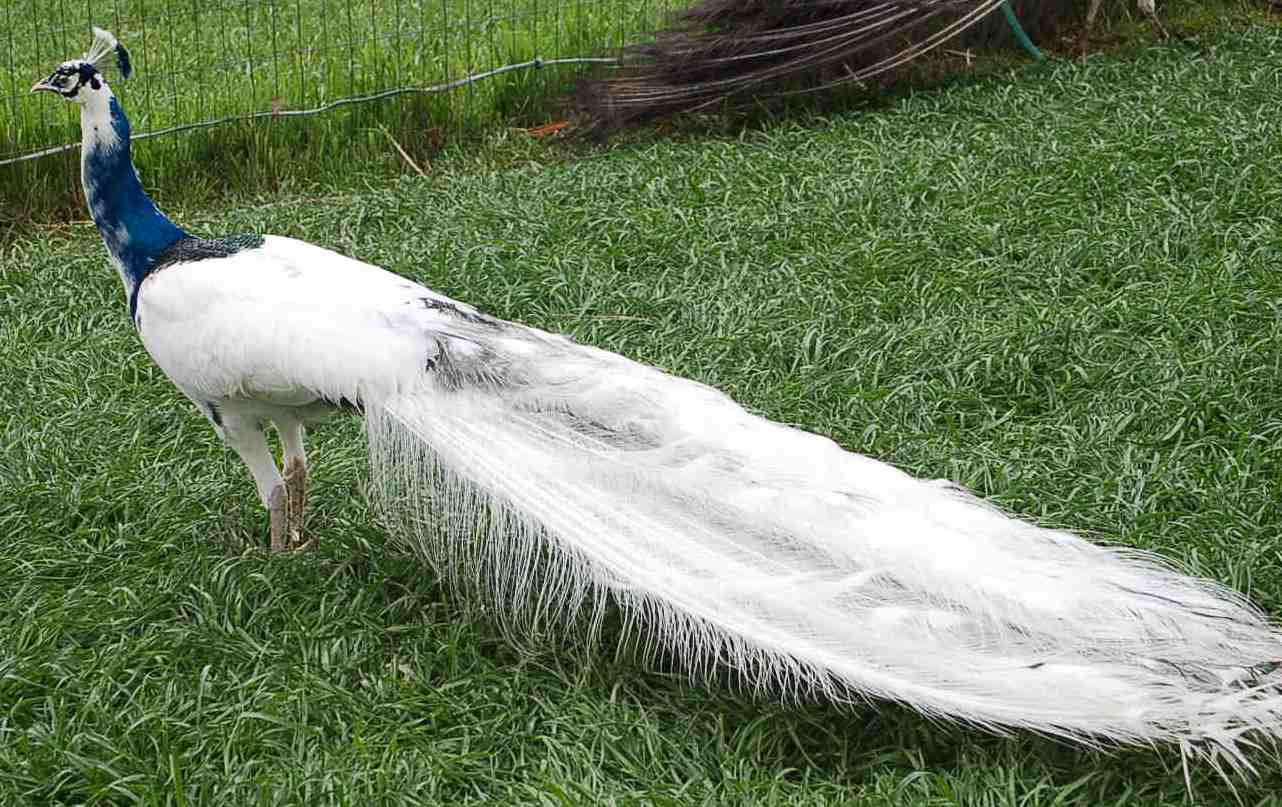 India Blue Silver Pied Peafowl - HD Wallpaper 