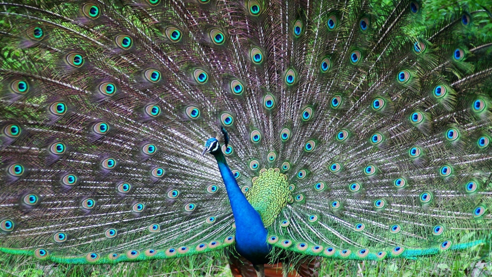 Peacock Dance Background Hd Krishna - 1920x1080 Wallpaper Peacock Dance Background Hd Krishna - 1920x1080 Wallpaper