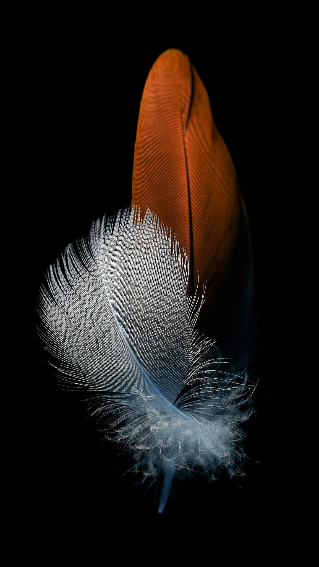 Feather - Huawei P8 - HD Wallpaper 