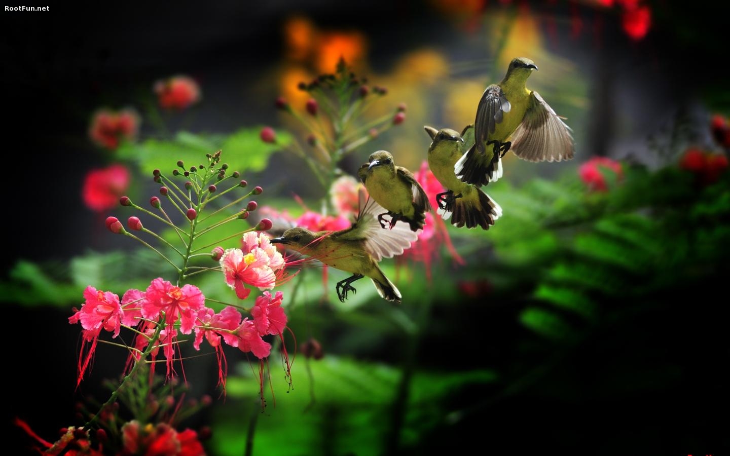 Hummingbird Hd - HD Wallpaper 