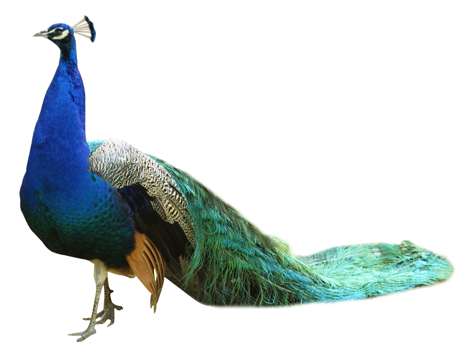pics All Png Hd Photo peacock png 1594x1212 wallpaper