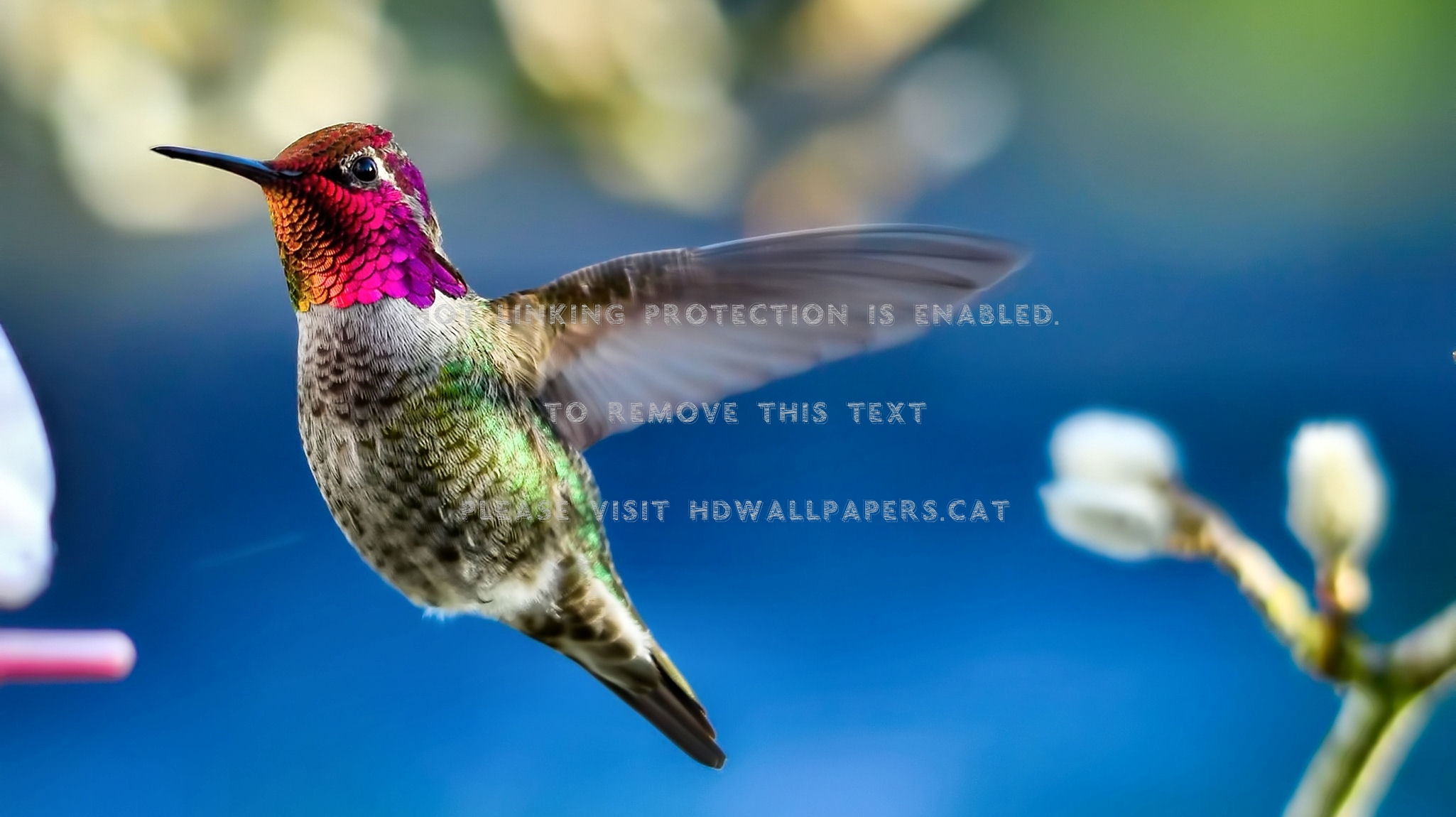 Ruby-throated Hummingbird F Beautiful Avian - Fond D Écran Colibri - HD Wallpaper 