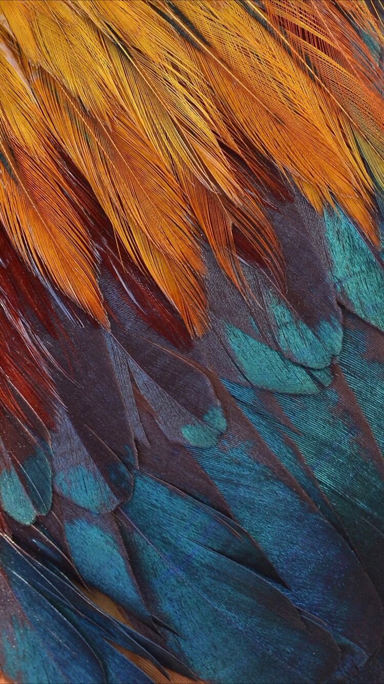 Iphone Backgrounds Feathers - HD Wallpaper 