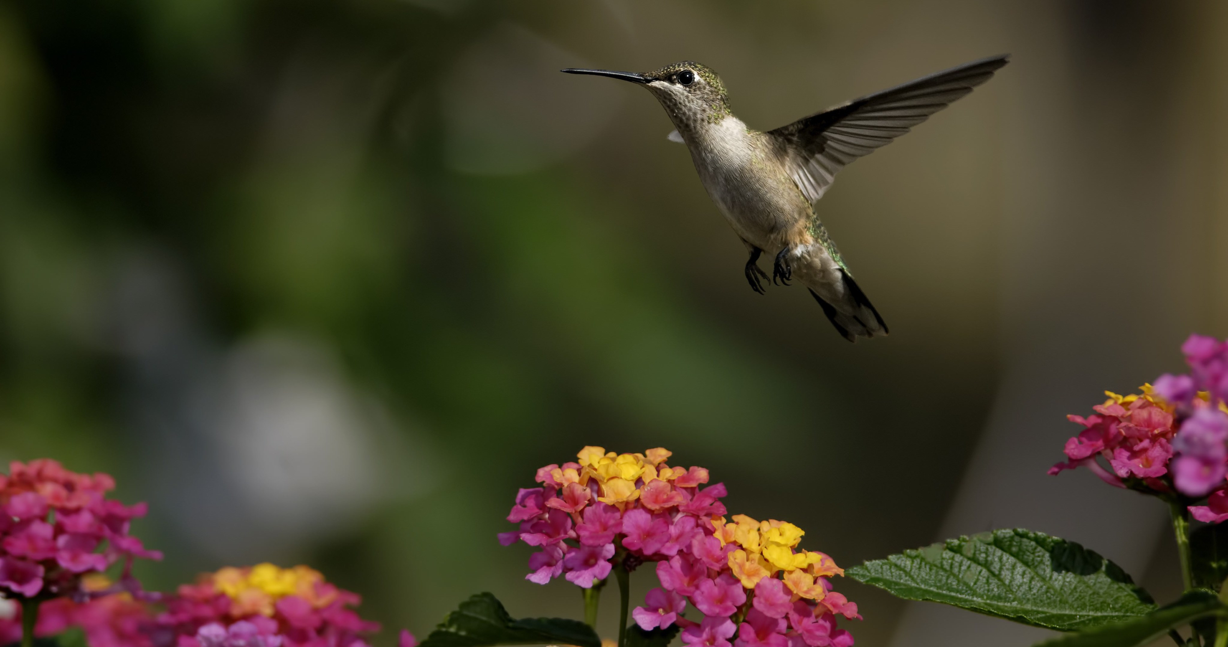 Amor Em Liberdade - HD Wallpaper 