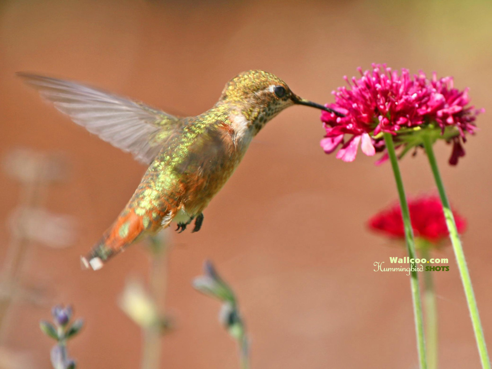 Photo Of Stunning Hummingbird Hd - HD Wallpaper 
