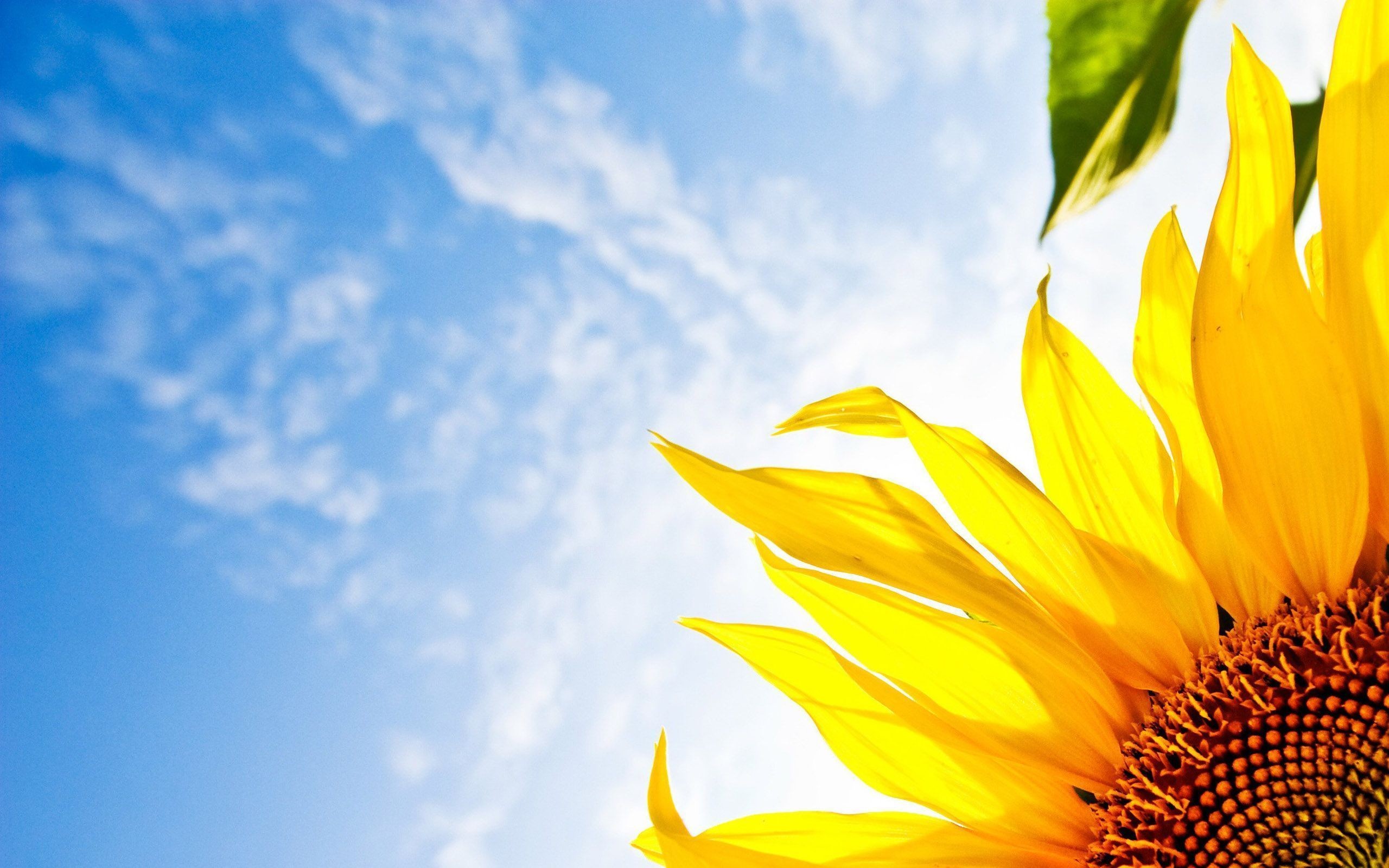 2560x1600, Hq Definition Sunflower Wallpapers - Desktop Wallpaper Hd Sunrise - HD Wallpaper 