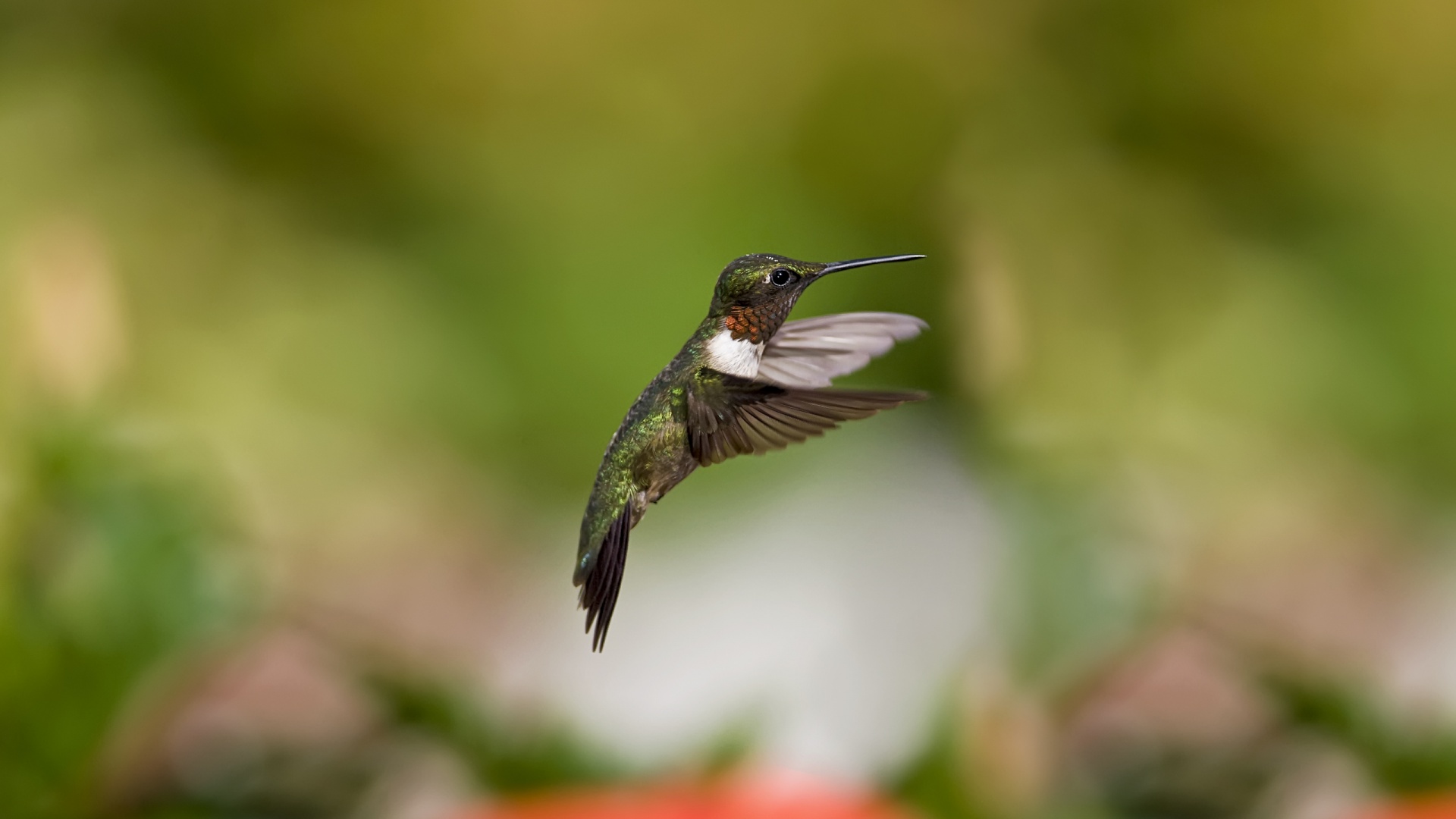 Hummingbird Wallpaper - HD Wallpaper 