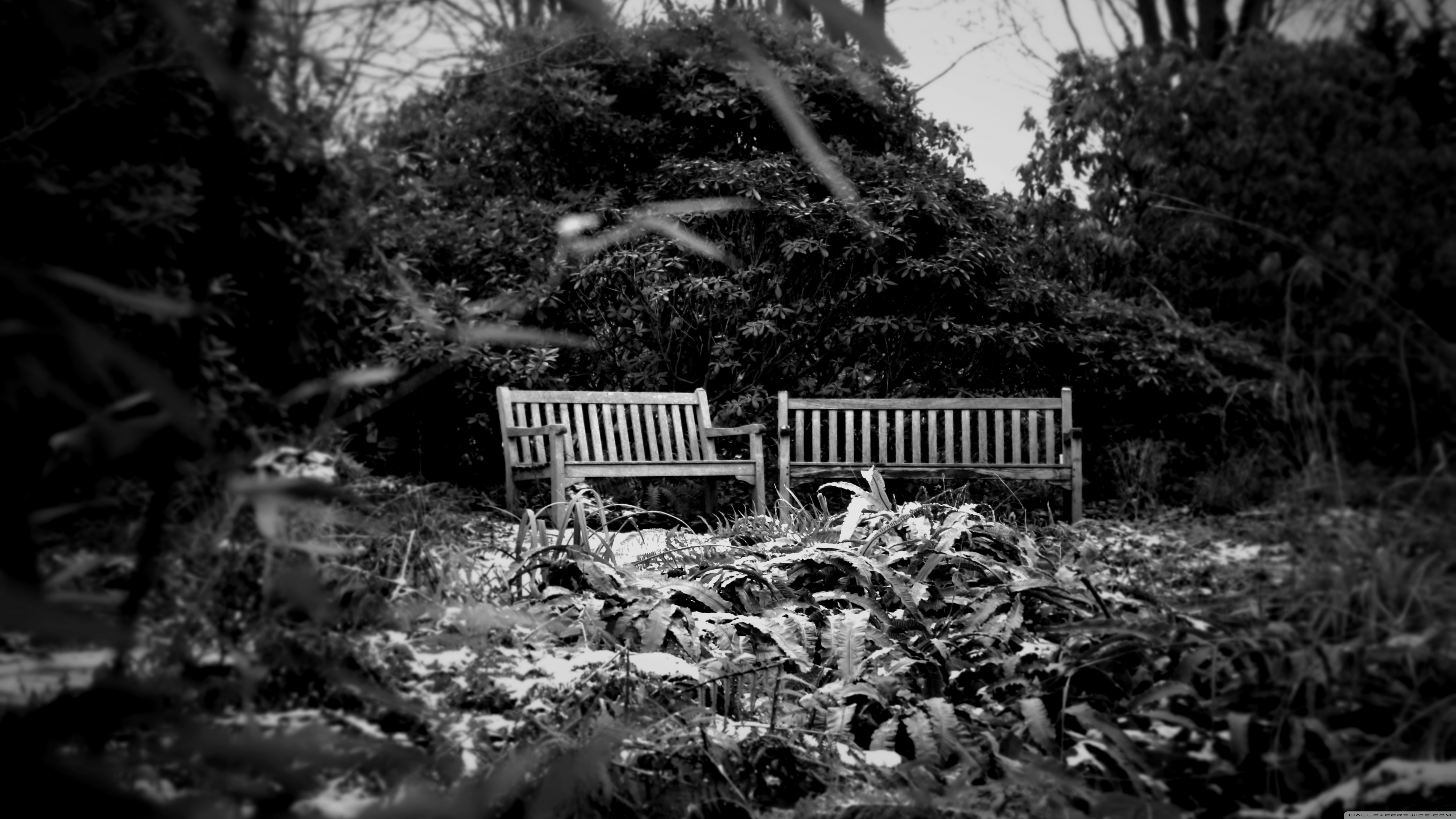 4k Isolated Benches Wallpaper For Desktop And Mobile - Ultra-high-definition Television - HD Wallpaper 