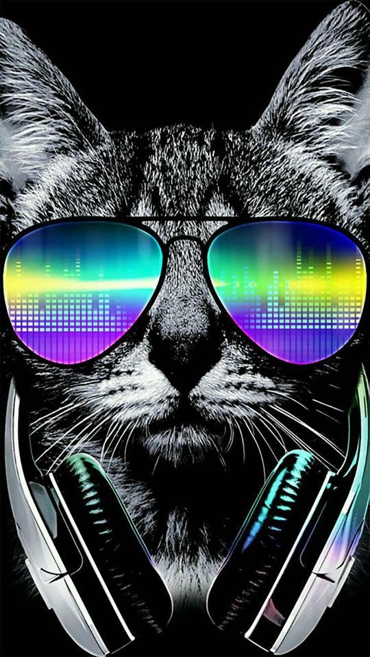 Cool Cat - HD Wallpaper 