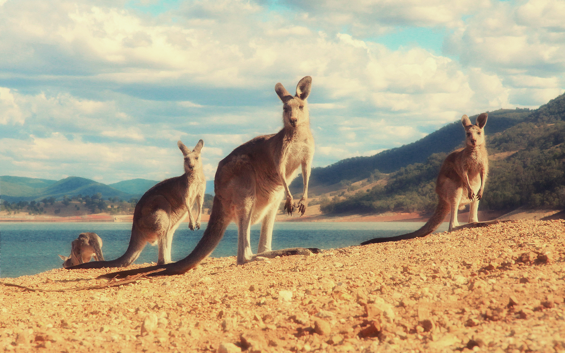 High Quality Kangaroo Wallpapers, Elmo Poindexter - HD Wallpaper 