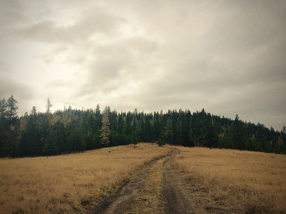 United States, Elmo, Plant, Tree, Cloud - HD Wallpaper 