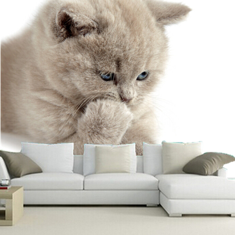 Scottish Longhair Cat - HD Wallpaper 