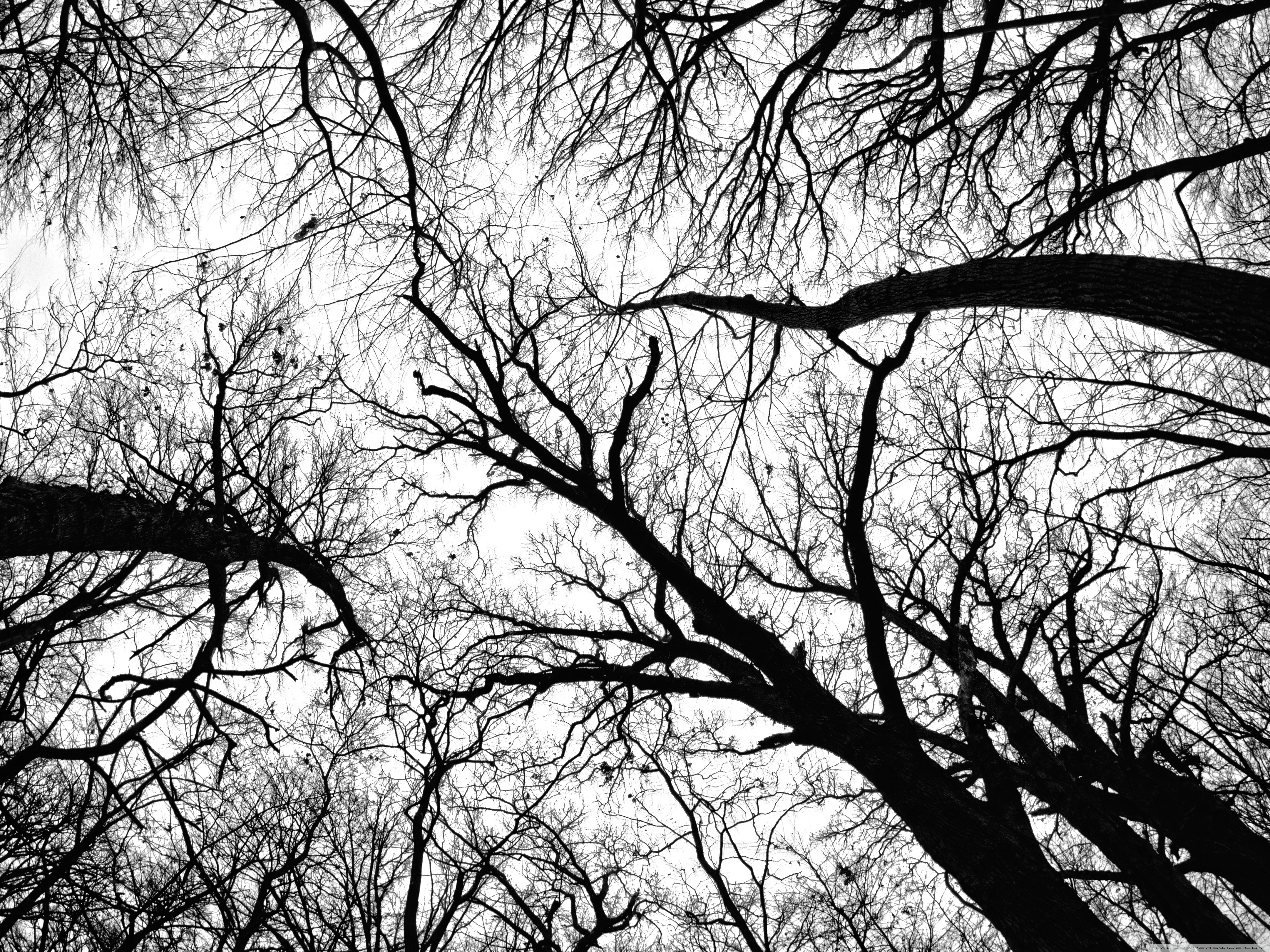 Black N White Background - HD Wallpaper 