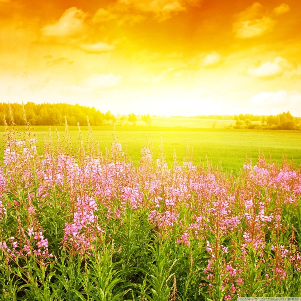 Spring Wallpaper Iphone Sunrise - HD Wallpaper 
