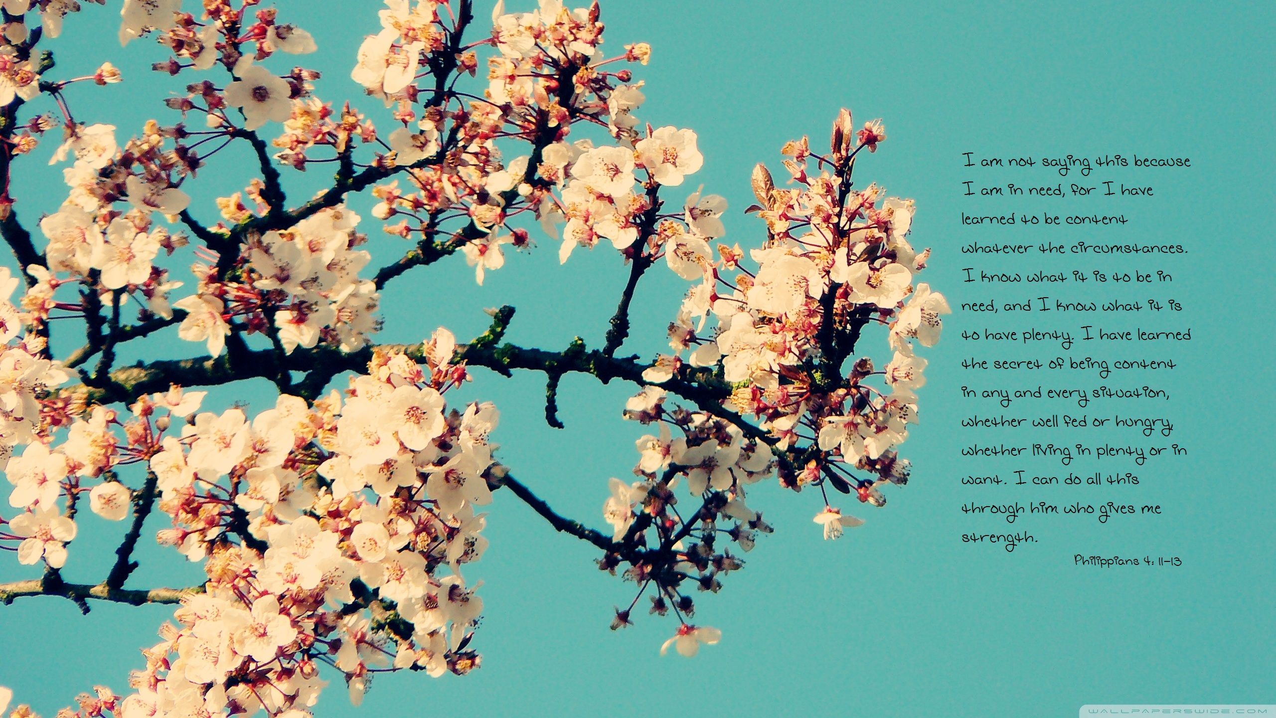 Cherry Blossom Teal Background - HD Wallpaper 
