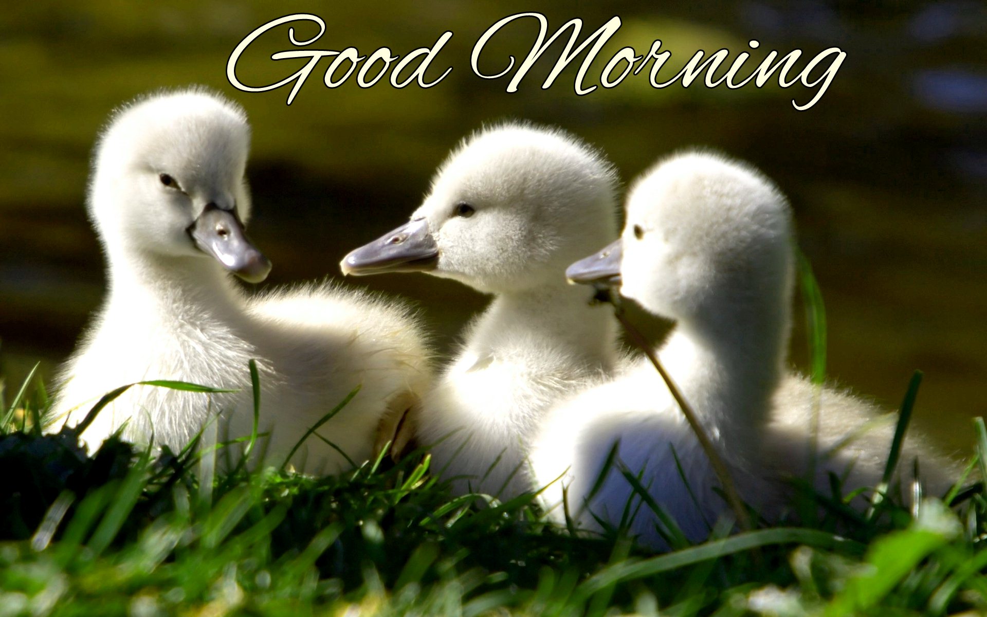 Good Morning Little Birds - HD Wallpaper 