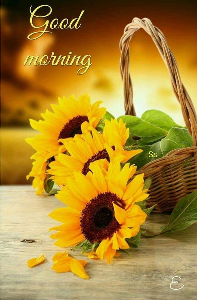 Good Morning Wallpaper Good Morning Image - Good Morning With Sunflower - HD Wallpaper 