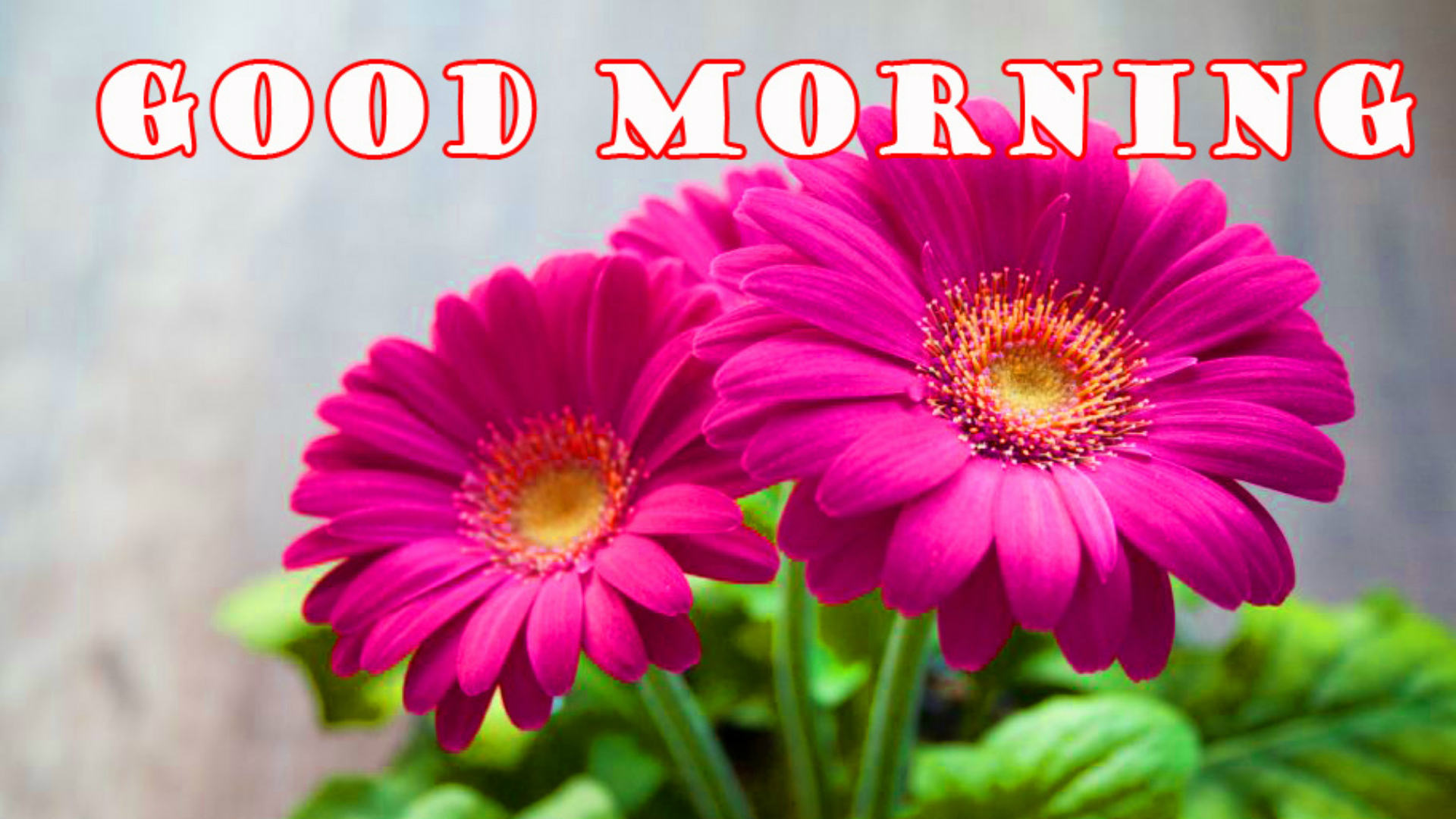 Good Morning - HD Wallpaper 