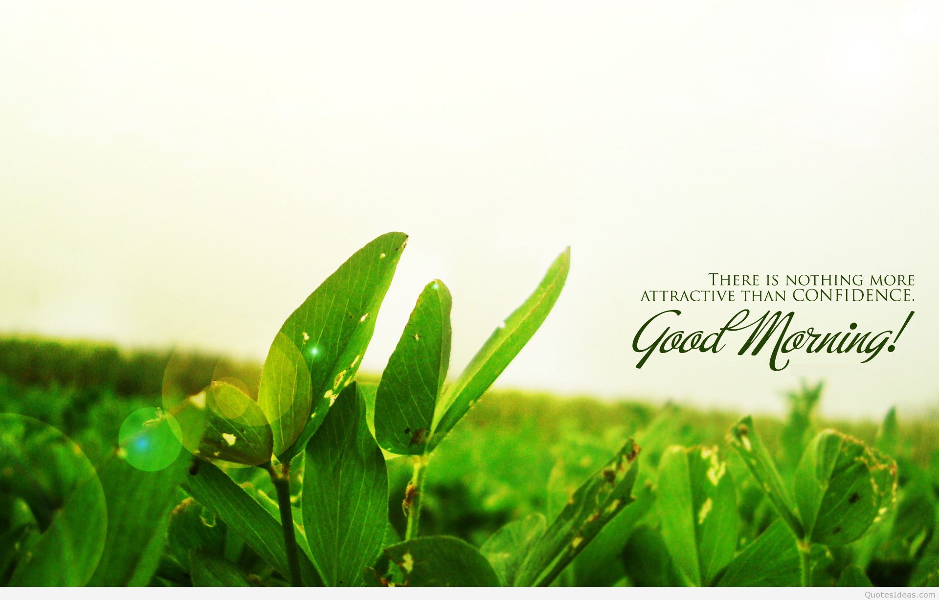 Good Morning Quote On Wallpaper Hd - Good Morning Quotes Grass - HD Wallpaper 