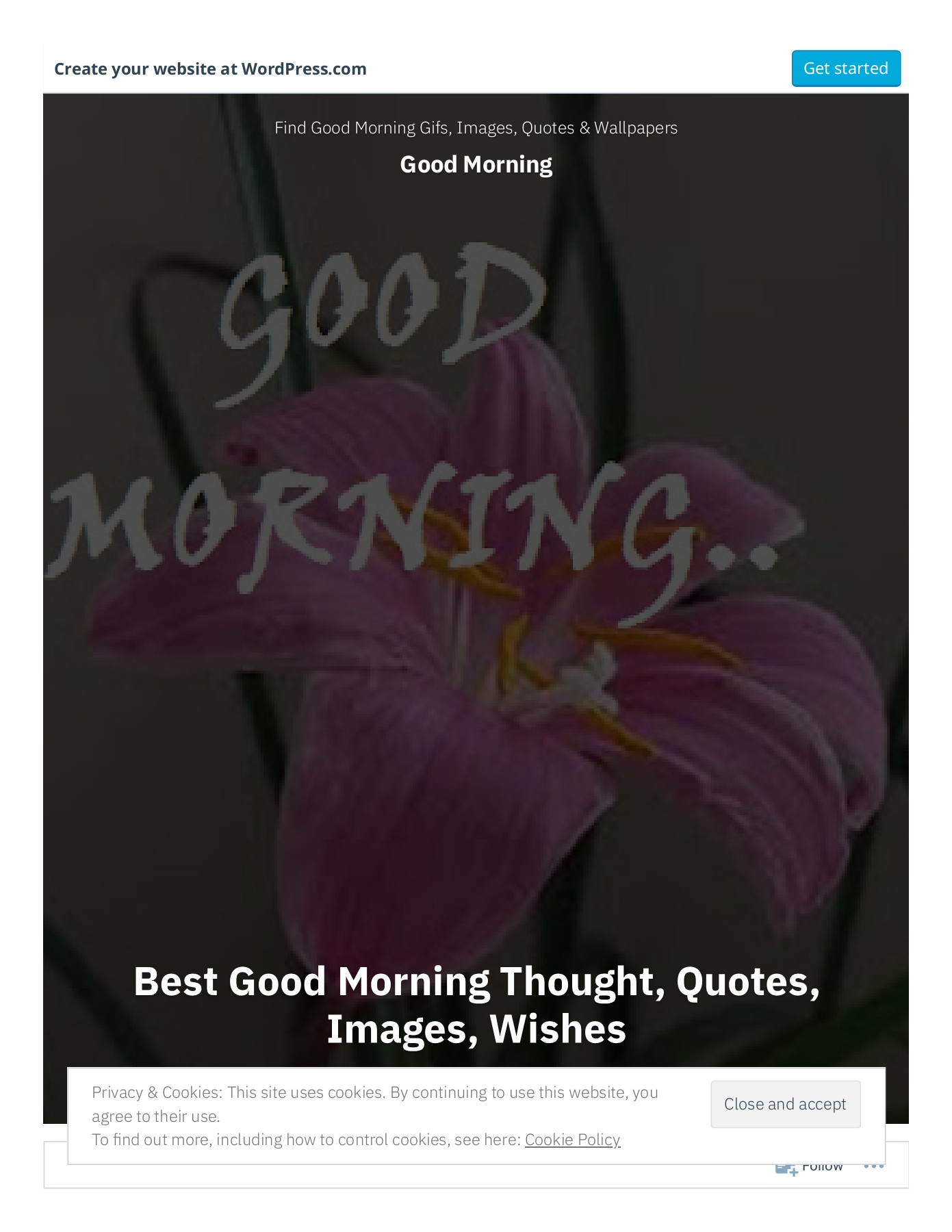 Moth Orchid - HD Wallpaper 